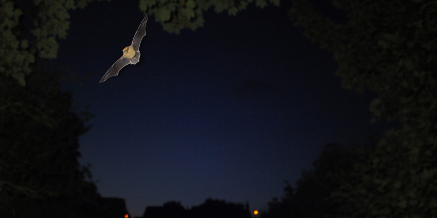 Pipistrelle commune (pipistrellus pipistrellus) en vol de nuit